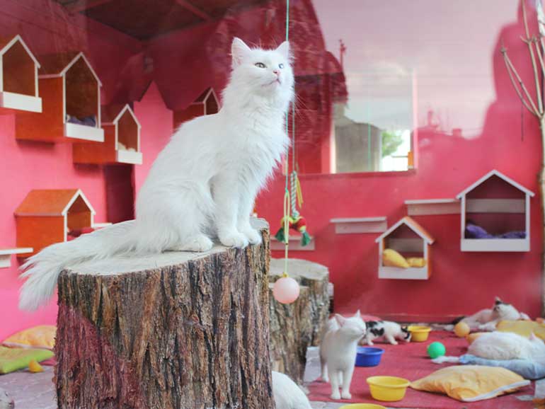 Van Museum; A journey from the Paleolithic era to Ottoman 30 Van's Cats House