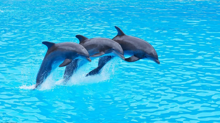 Atlais Marmaris Water Park; An exciting trip in Türkiye 26 Dolphin Park