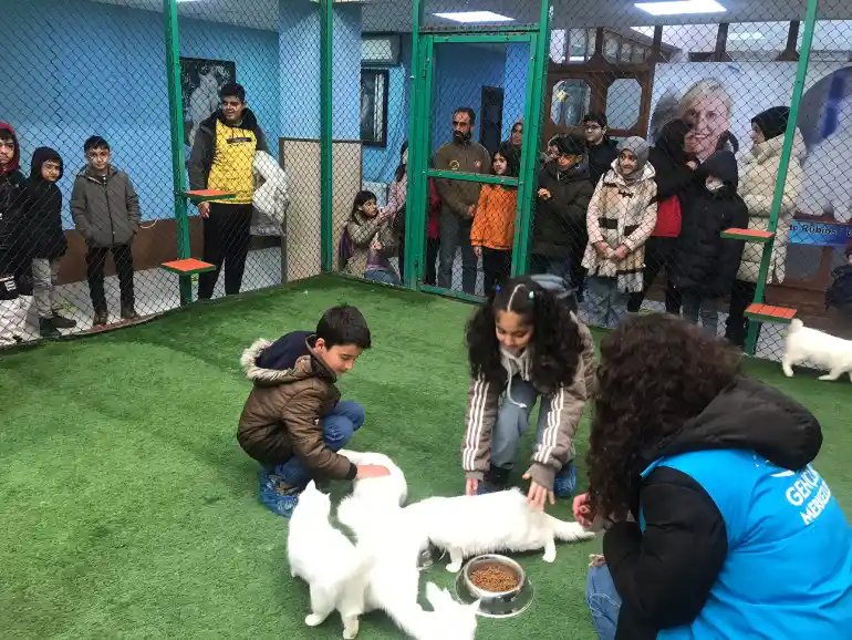 Iroducing the house of cats in Van