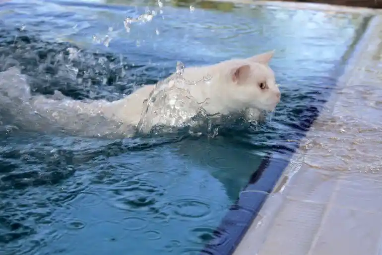 Features of bathtub cats