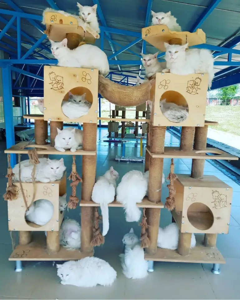 Van cats house in Türkiye