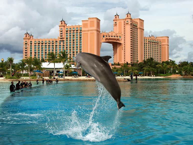 Dolphins from Atlais Hotel