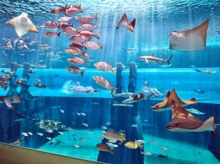 Atlais Hotel Aquarium