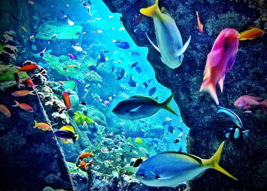 Dubai aquarium fish