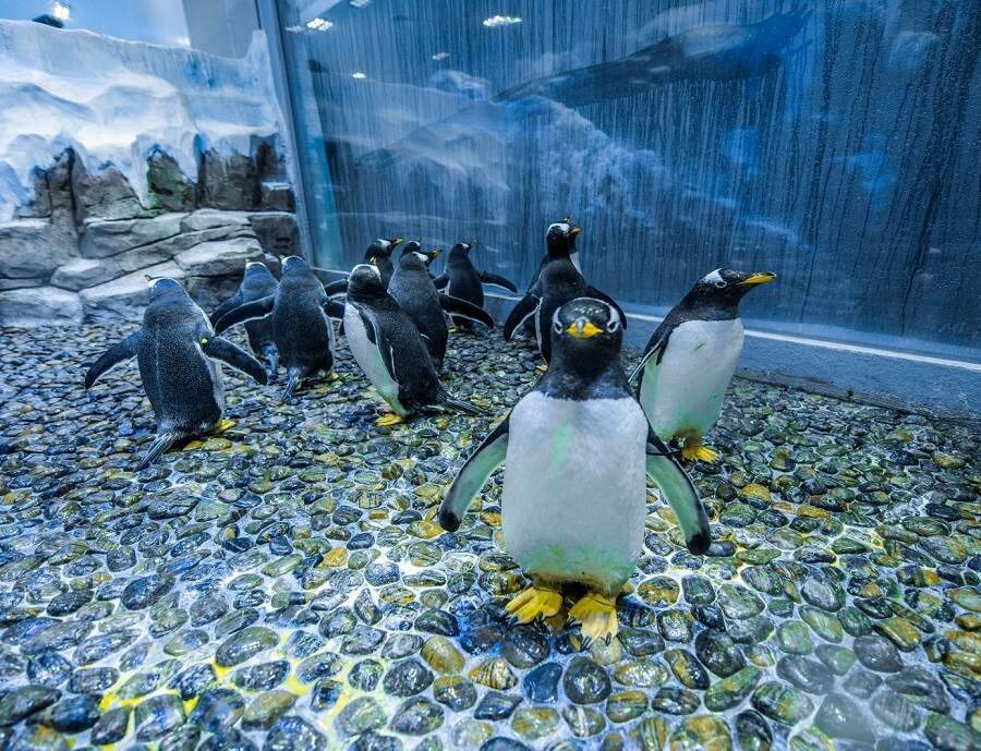 Dubai Mall Aquarium and Underwater Zoo