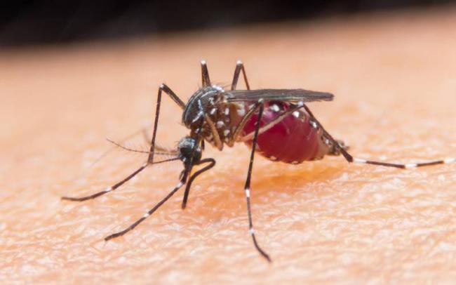 Electric insecticide