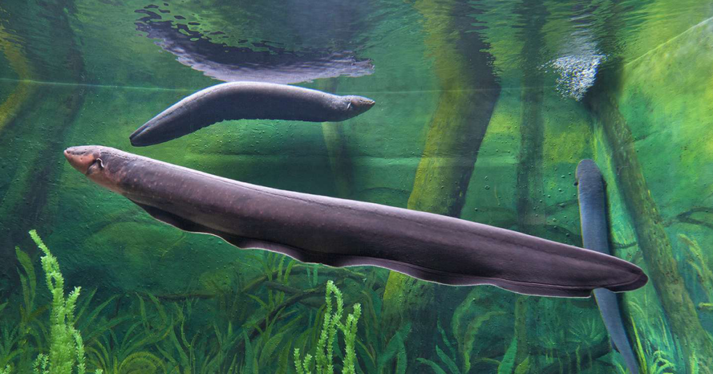 Electric Eel is one of the strangest animals in the Amazon 