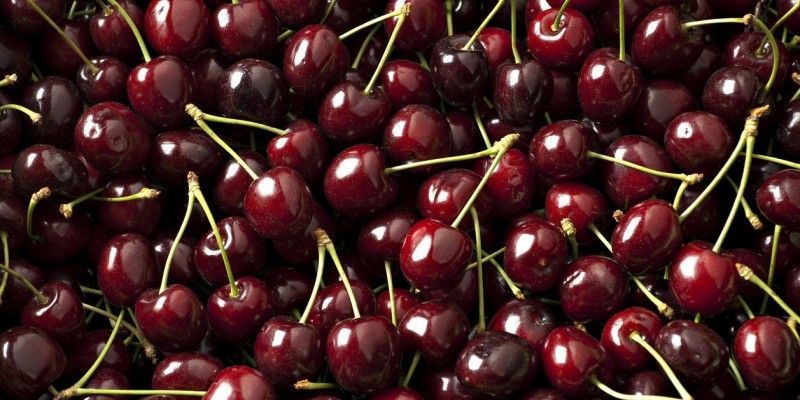 Cherry One of the best fruits and souvenirs of Karaj 