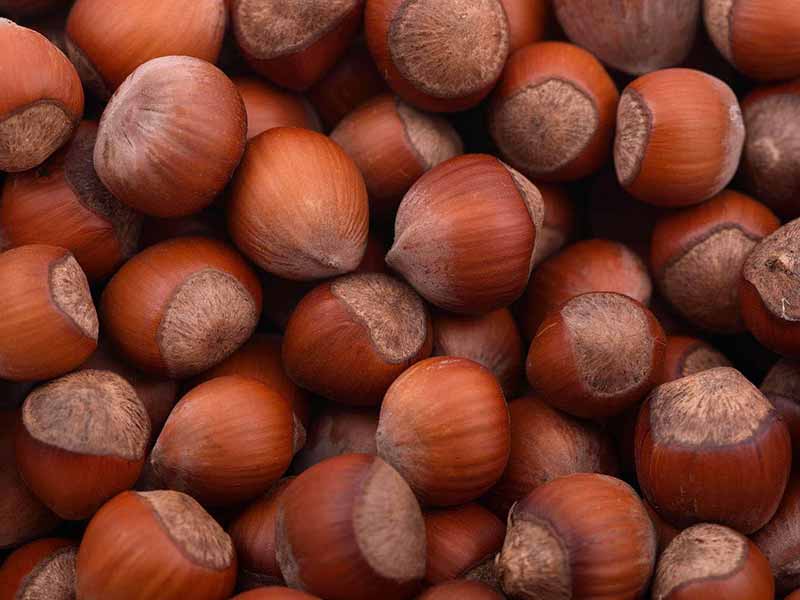 Hazelnut One of the most delicious dried fruits and souvenirs of Karaj 
