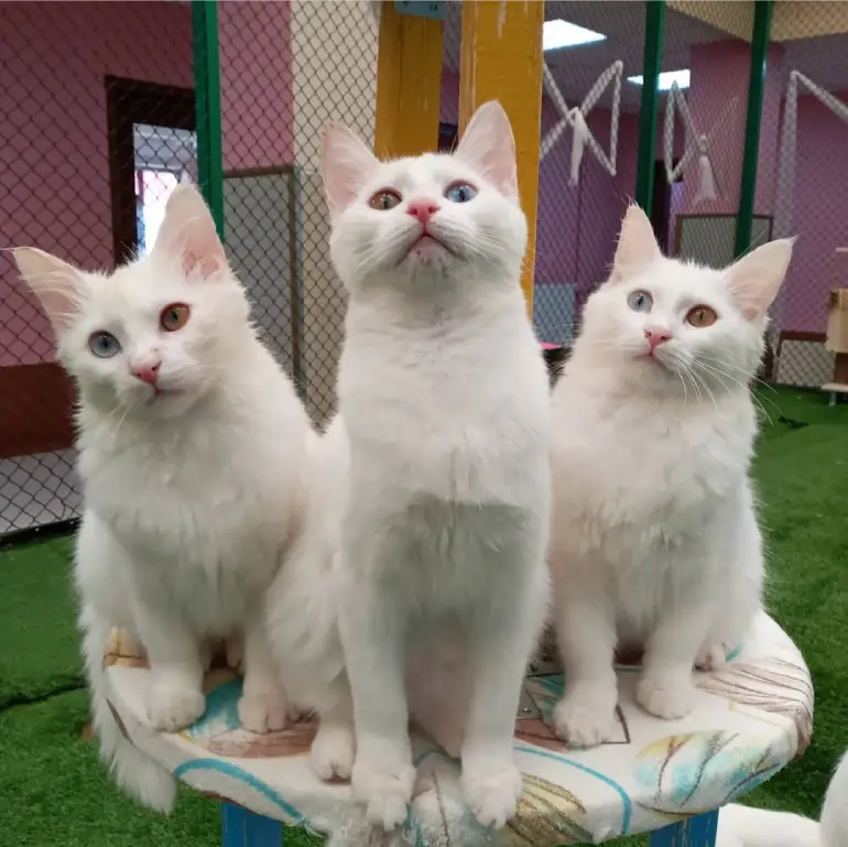 Van cat breed