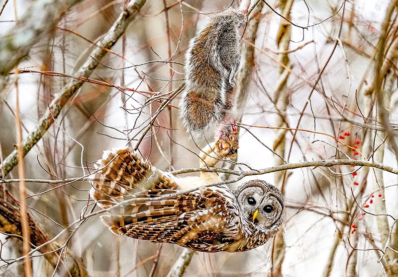 Barred Owl hanging from a tree branch