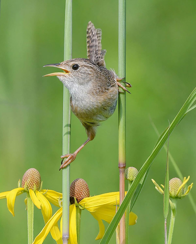 A native bird called Sedge Wren