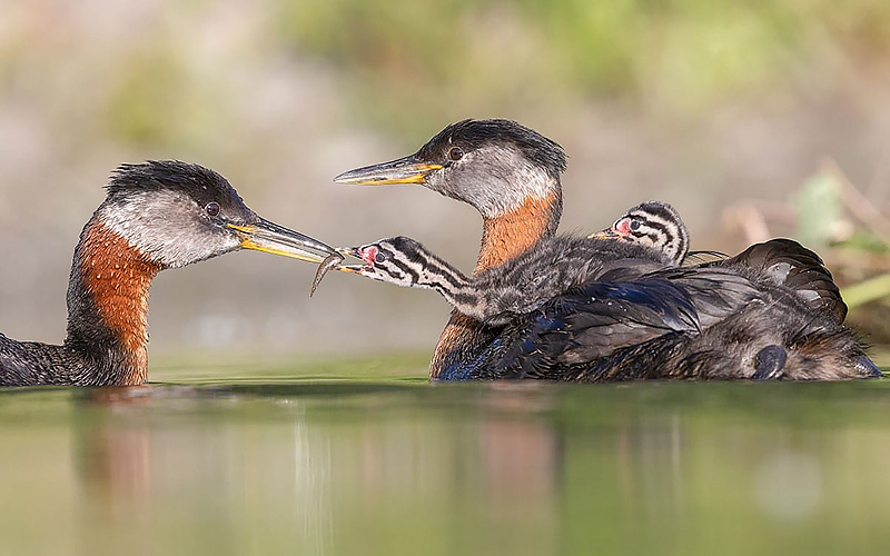 Two birds called Red-necked Grebes