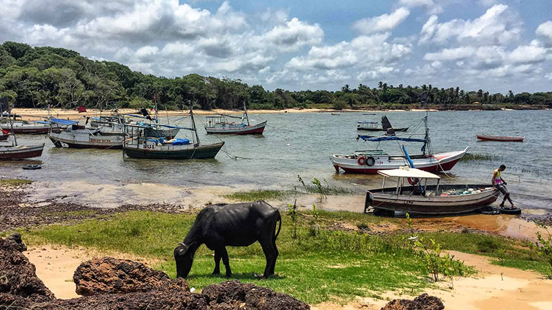 Marajó Island, Pará (Ilha do Marajó, Pará); Buffalo Island