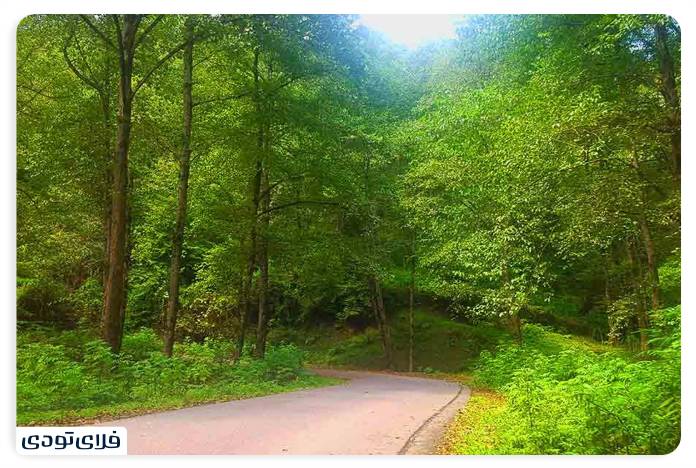 Lefur forest