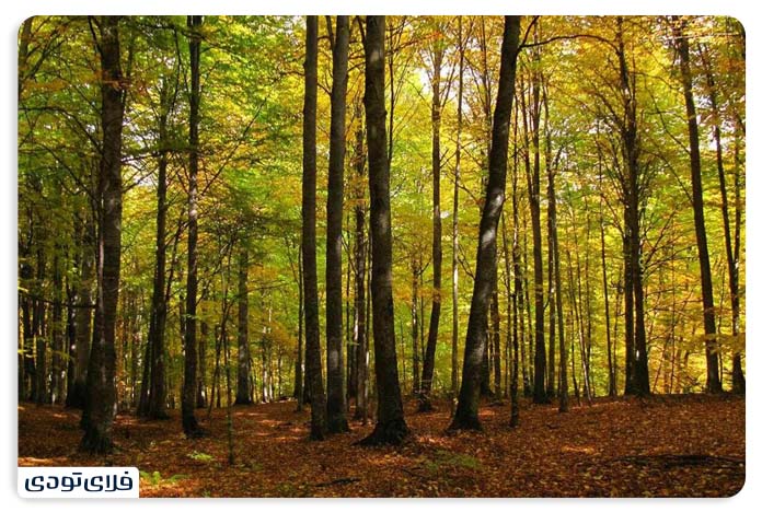 Sengde beech forest
