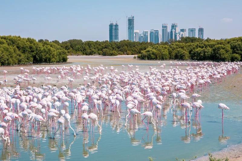 Flamingos in Ras Al Khor Wildlife Sanctuary