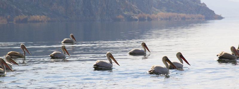 Birds of the troubled lake, photo source: Iran Wetland Protection Plan website, photographer: unknown