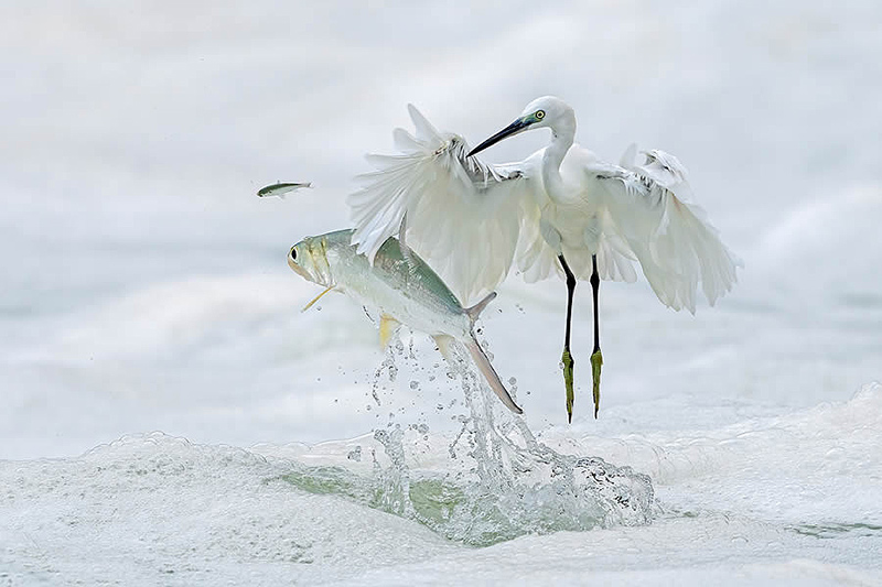 Catching fish by bird