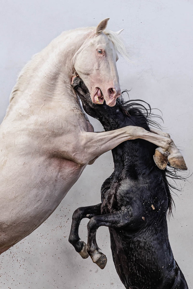 The selected photo of the competition of the friendship of two horses