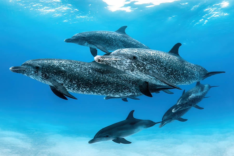 Swimming of dolphins under open water