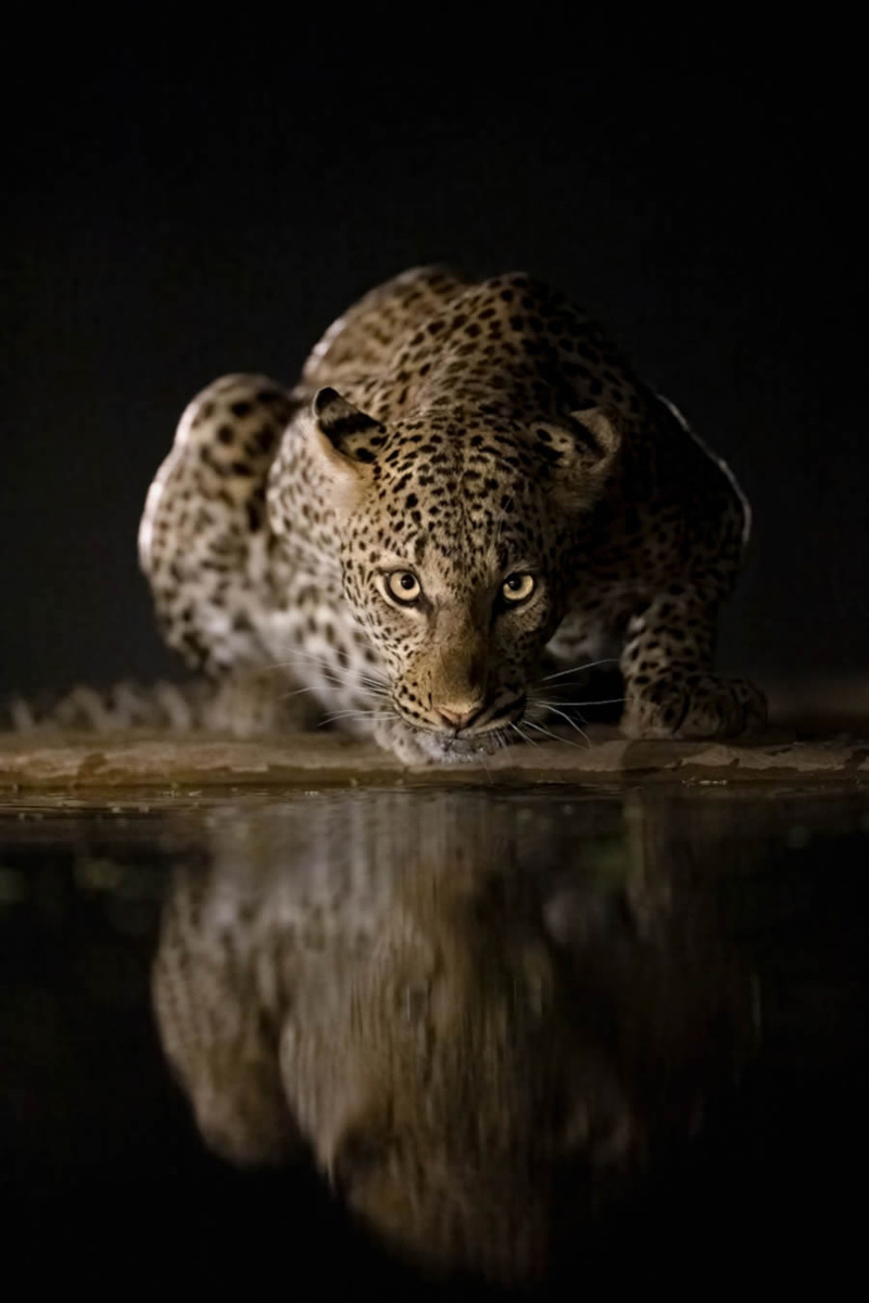 The picture of the sitting tiger was selected in the photography coest