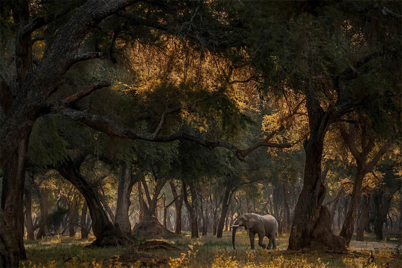 An elepha in the thick jungle of South Africa
