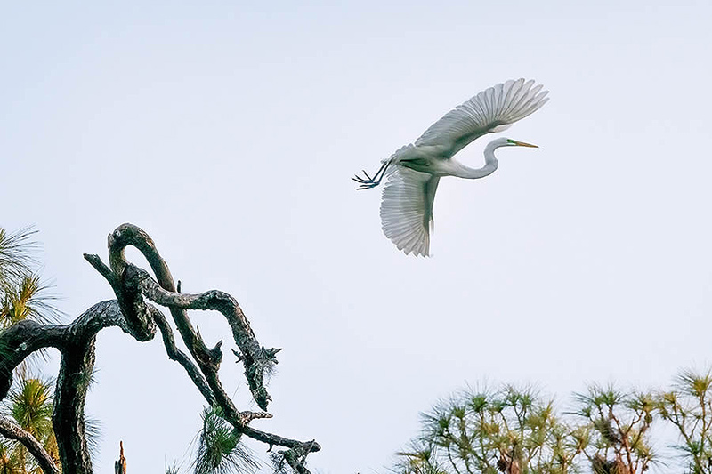 A bird flying in the sky of America