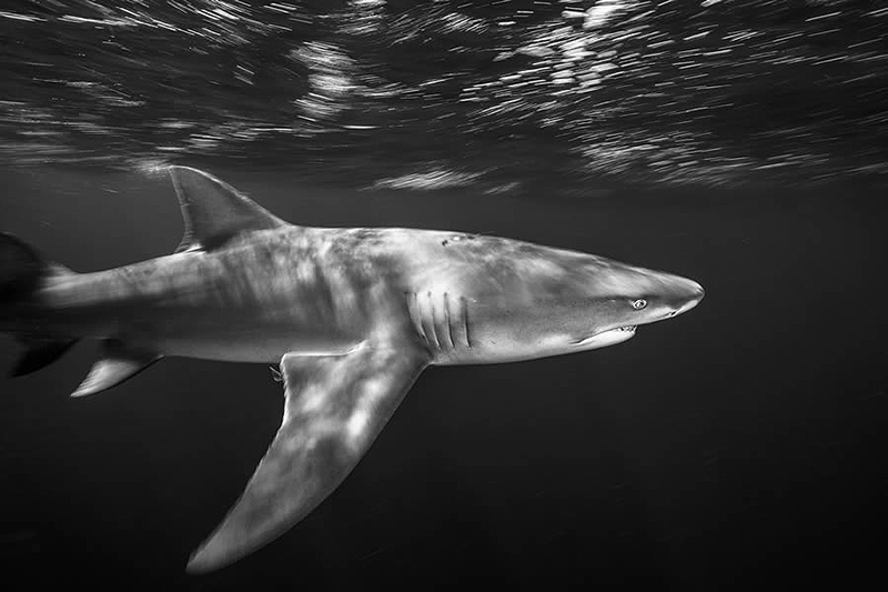 Black and white photo of the nature competition with the title Swimming to Extinction