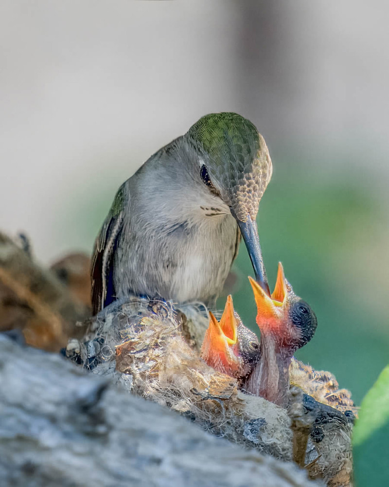 Mother bird feeding her chicks