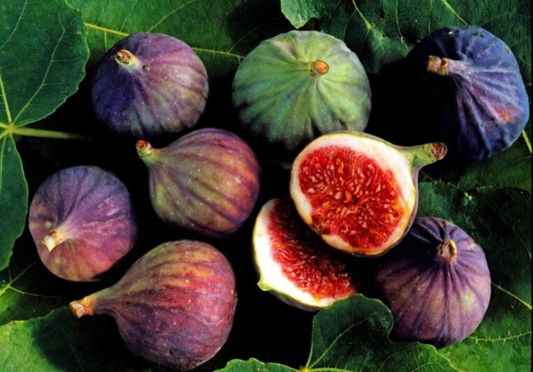 Figs for stomach microbes