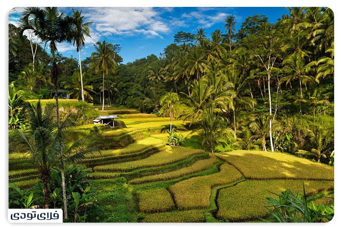 Tegalalang Rice Terraces Bali