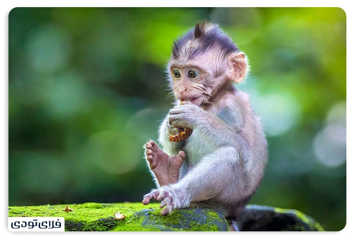 It was the forest of monkeys