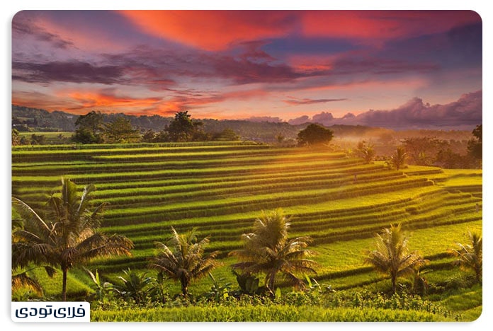 Jatilovye rice terraces