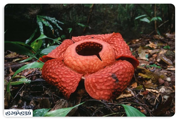 Rafflesia flowers in Gunung Gading National Park