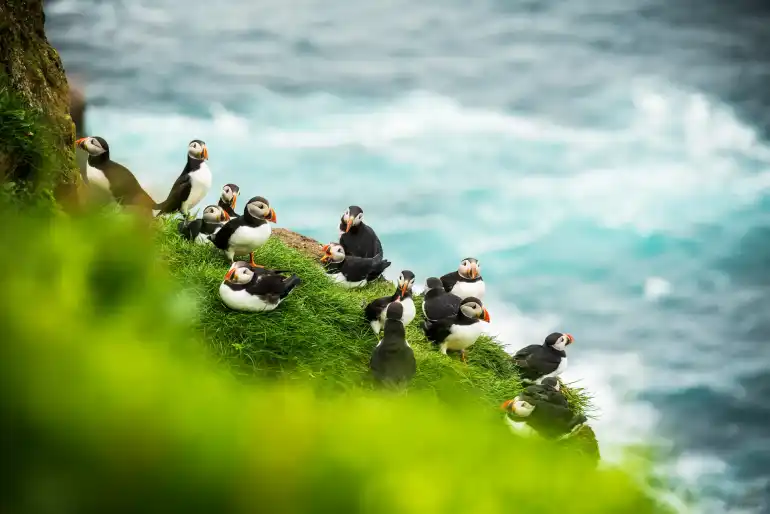 Vegetation and fauna of the Faroe Islands