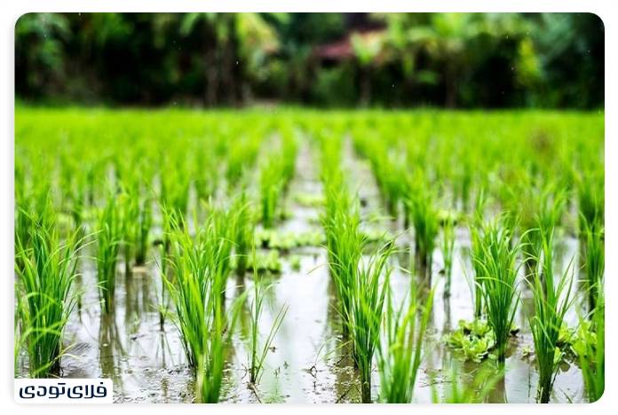 Sarkhrood rice fields
