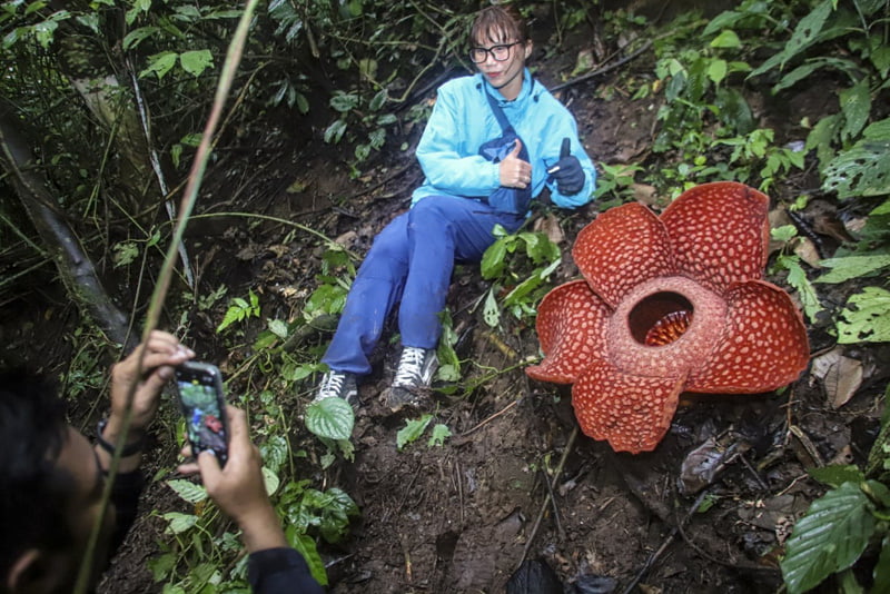 Photographing a woman with Rafflesia flowers in the forests of Indonesia