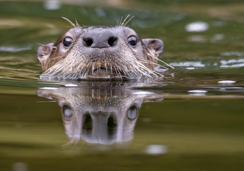 River otter swimming in North America, Oregon