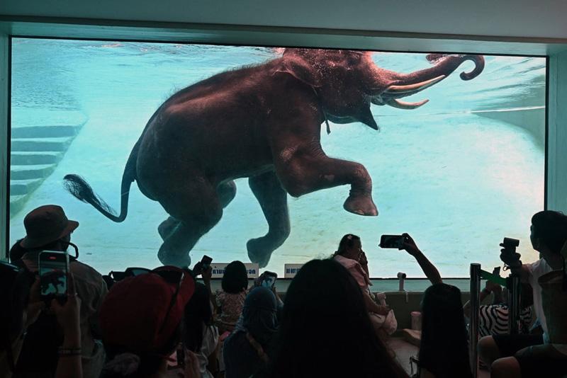 An elepha swims in a zoo in <a href=