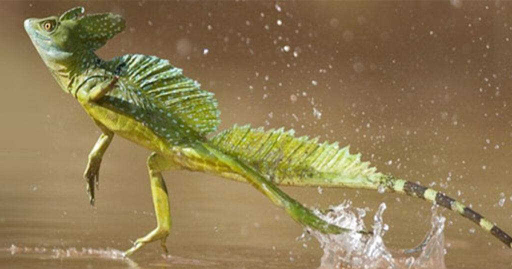 Jesus Lizard, the strangest animals of the Amazon 