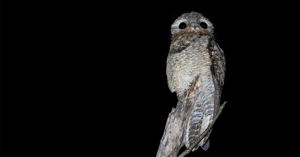 Potoo is one of the strangest animals in the Amazon 