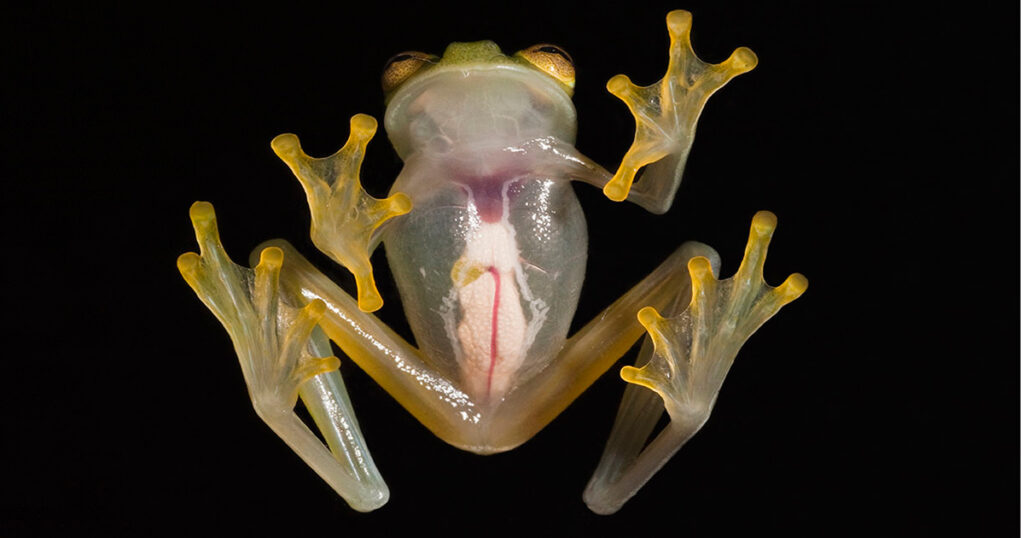Glass frog is one of the strangest animals in the Amazon 