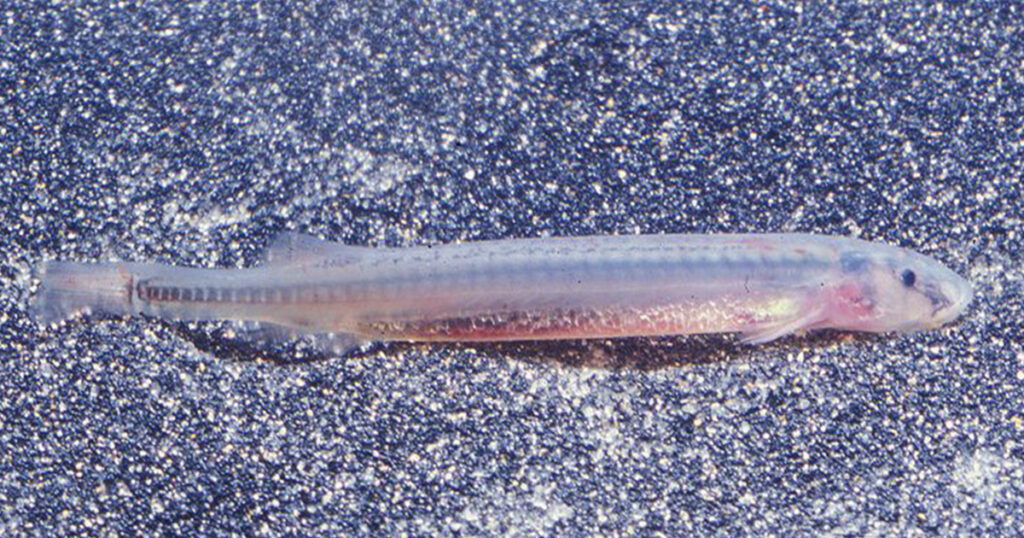 Candiru Fish is one of the strangest animals in the Amazon 
