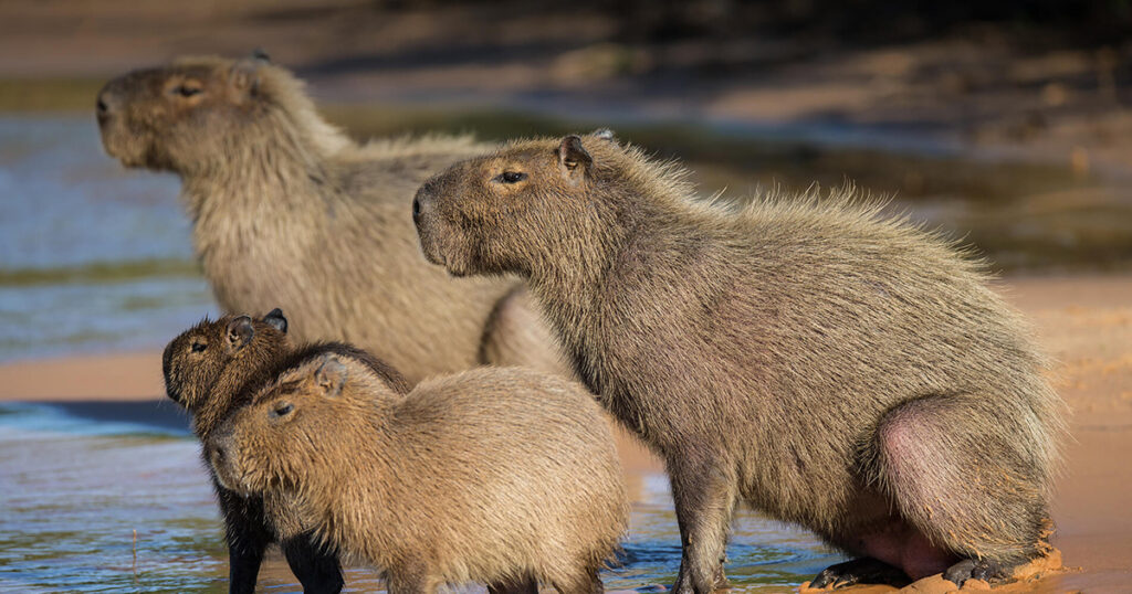 Capybara is one of the strangest animals in the Amazon 