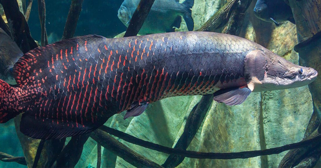 Arapaima, the strangest animals of the Amazon