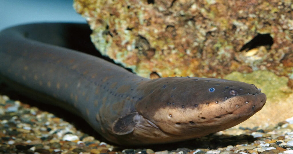 Electric Eel is one of the strangest animals in the Amazon 