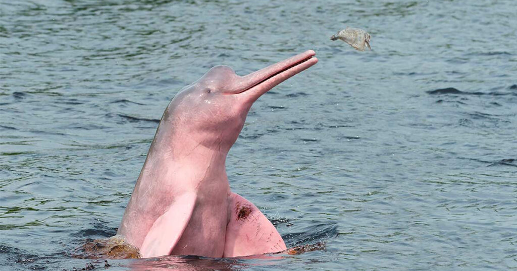   Pink Dolphin is one of the strangest animals in the Amazon 