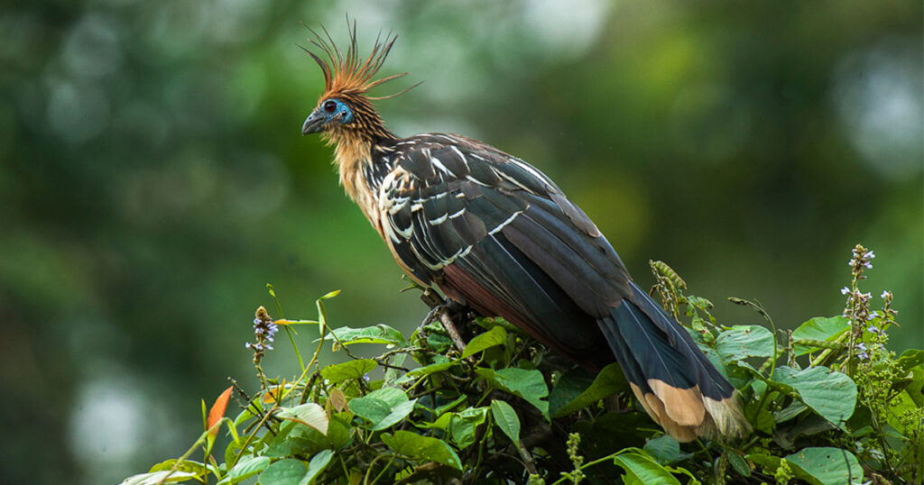 Hoatzin is one of the strangest animals in the Amazon 