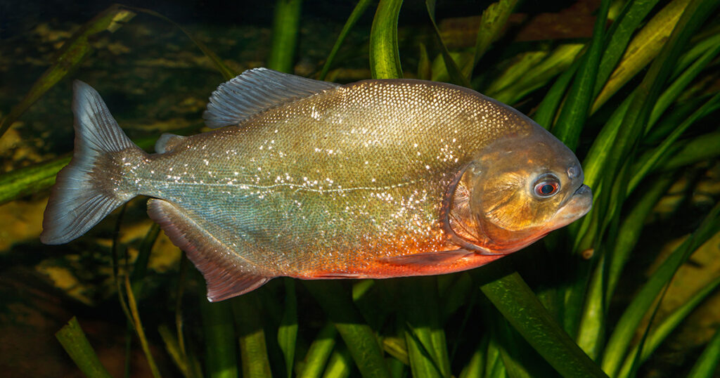   Piranha is one of the strangest animals in the Amazon 